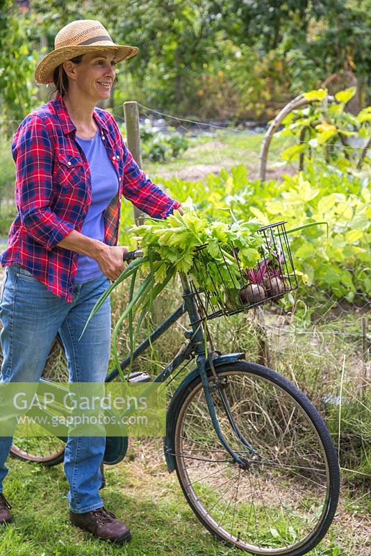Woman leaving the allotment with her produce in bicycle basket. Beetroot, spring onions and celery