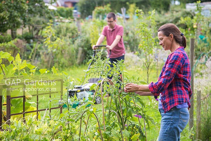 Woman tying tomato plants to garden canes for support, man mowing lawn in the background