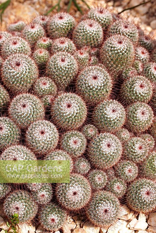 Mammillaria bombycina - Silken pincushion cactus