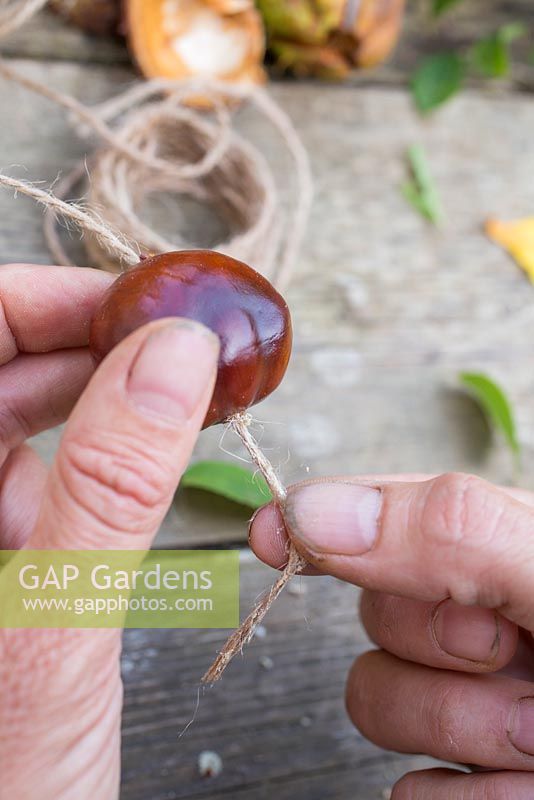 Gently pull the Jute twine through the Conker. 