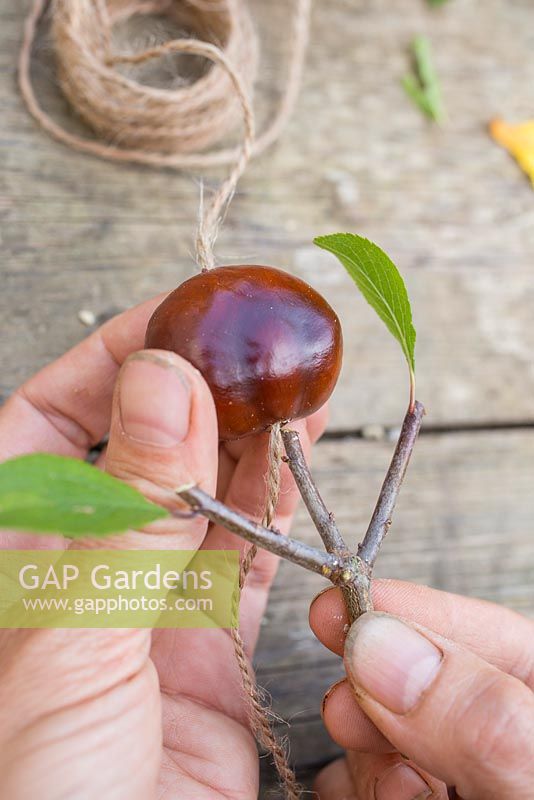 Insert the Prunus cutting inside the Conker, ensuring some excess Jute twine is available.