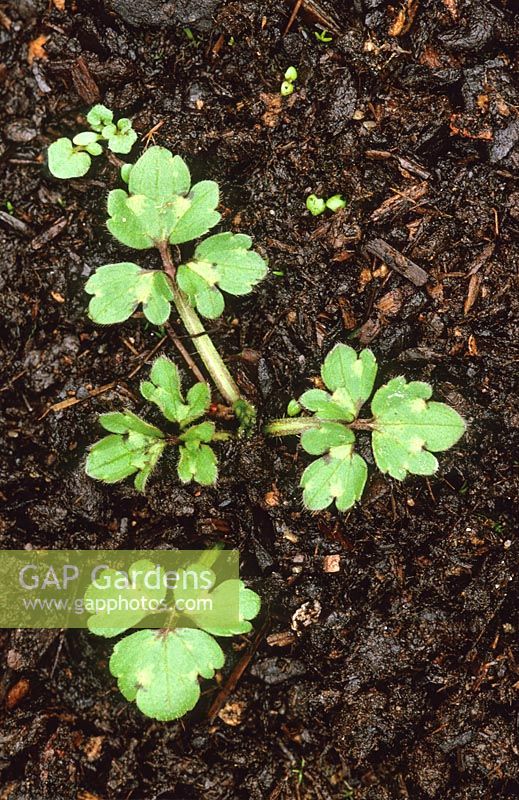 Ranunculus repens - Creeping buttercup at young seedling stage. 