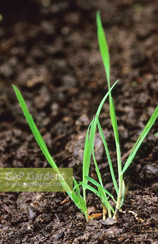 Agropyron repens - Couch grass at young seedling stage.