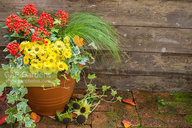 Autumnal pot with Skimmia. Plants include Skimmia japonica, Ornamental grass, Chrysanthemum and Variegated Hedera helix - Ivy. 