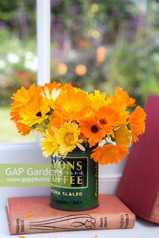 Floral display of calendula in vintage coffee tin, with view from window to garden