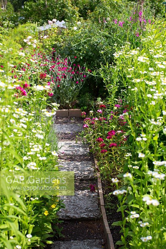 Stepping stones leading through garden bordered with terracotta tiles, summer flowers, Lychnis coronaria, dianthus barbatus and erigeron annuus