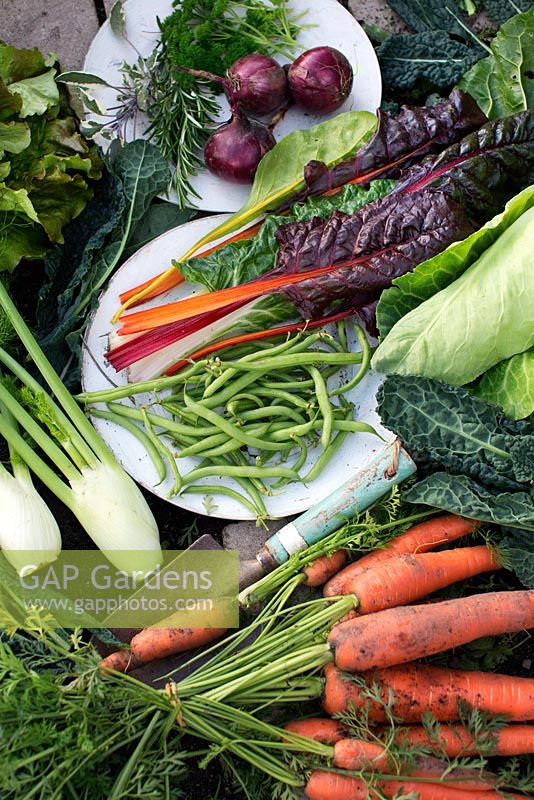 Organic vegetables harvested from garden, Brassica oleracea - Black kale, carrots, pumpkin, beans, Foeniculum vulgare - fennel, red onion, lettuce, herbs, Swiss Chard - Beta Vulgaris, Brassica - Cabbage