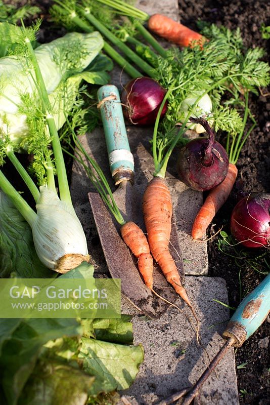 Harvested vegetables in allotment garden, carrots , red onion, Foeniculum vulgare - fennel, green cabbage
