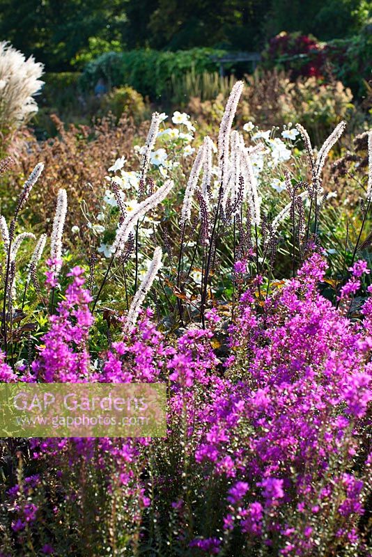 Late summer border with Lythrum virgatum 'Dropmore Purple', Actaea simplex 'Brunette', Anemone hupehensis, miscanthus in background