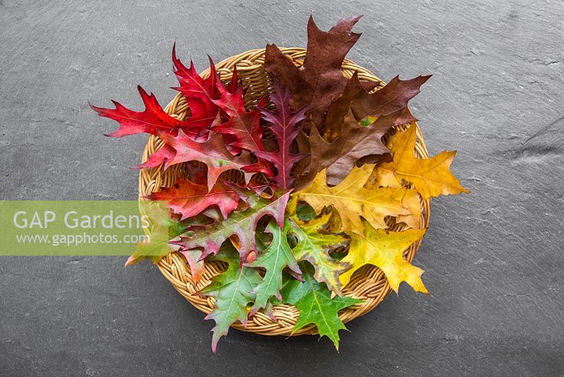 Autumnal Quercus rubra leaves arranged in a wicker bowl. 