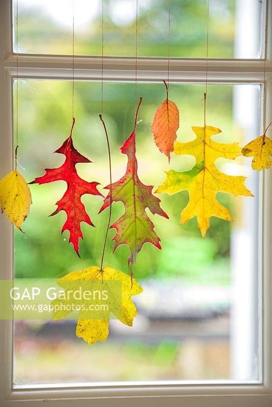 Variety of autumnal leaves hanging from a window, with a view to the garden. 