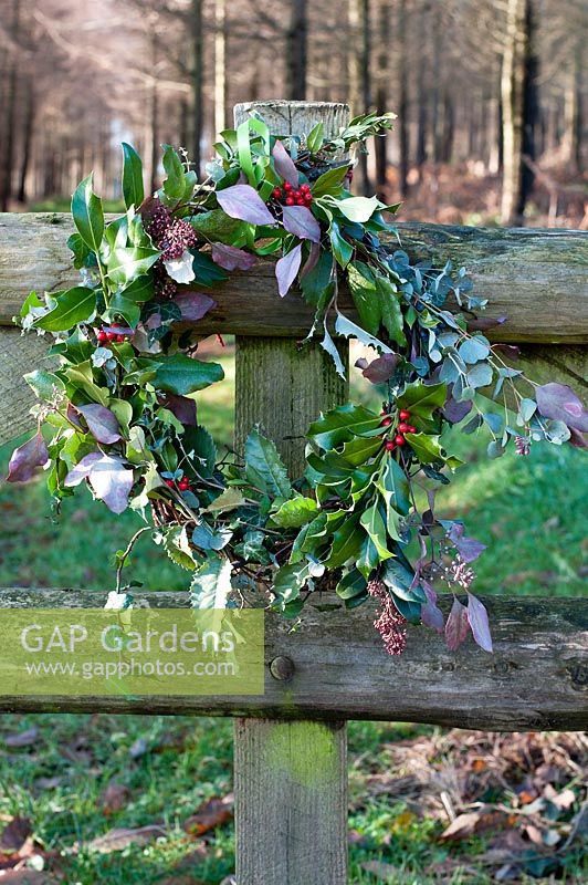 Christmas wreath made from foraged foliage attached to a fence.   The wreath includes sprigs of holly and ivy.