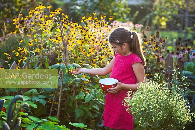 Girl picking raspberries.