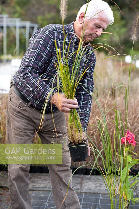 Male customer browsing grasses for sale at nursery.
