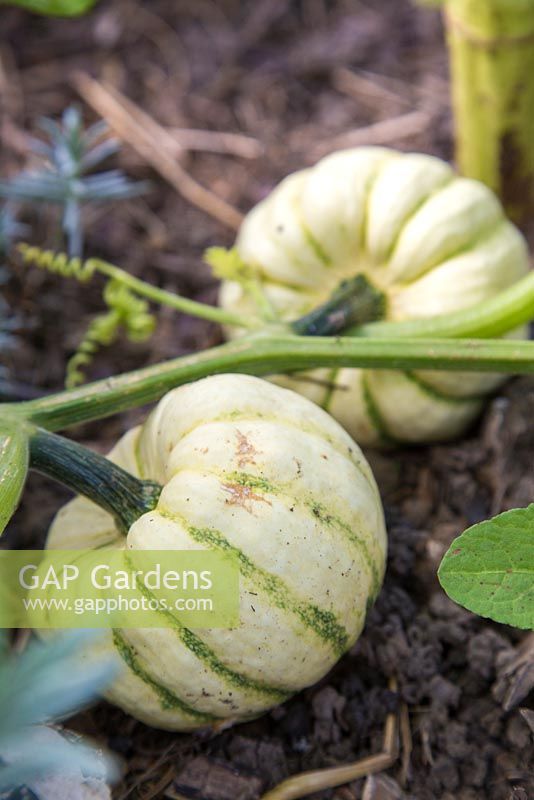 Squash 'Sweet Dumpling' growing in allotment bed. 