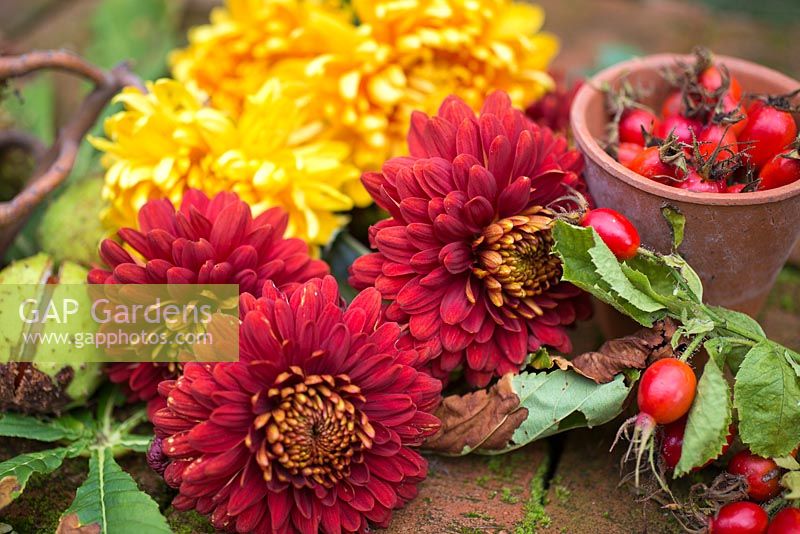 Floral display of Chrysanthemums, Rosa - Rose hips and Horse Chestnut - Aesculus hippocastanum
