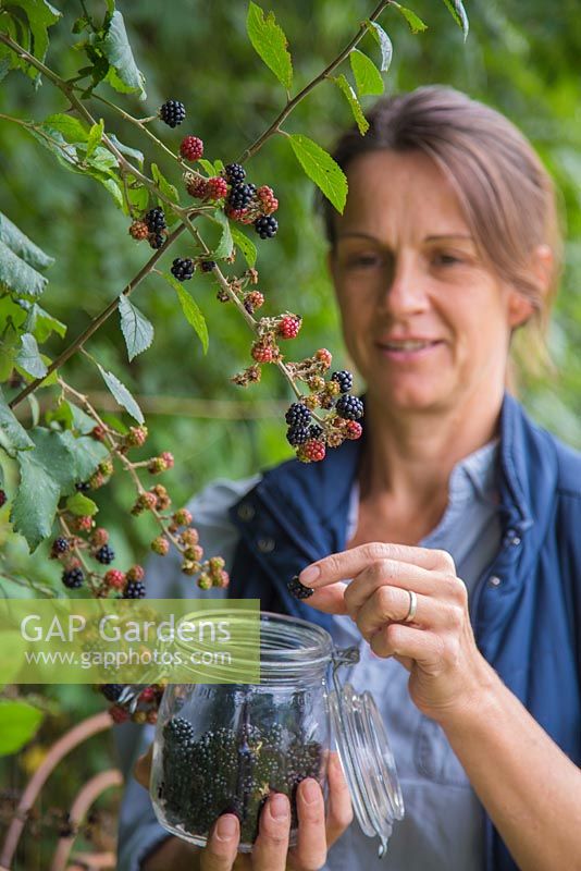 Woman foraging Rubus fruticosus - Blackberry