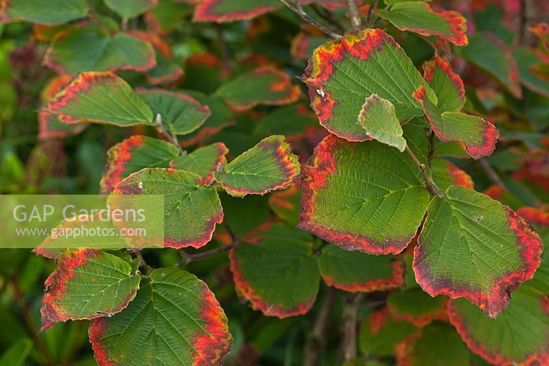 Hamamelis x intermedia 'Hiltingbury' - leaves turning colour in Autumn