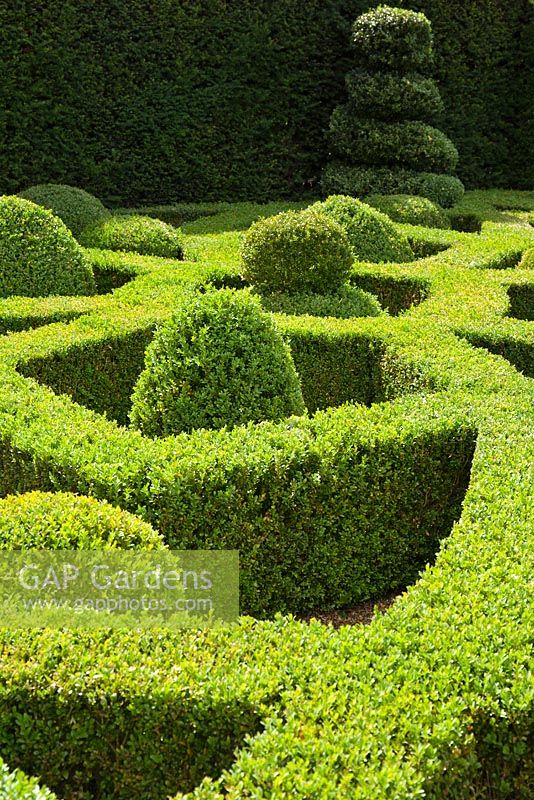 Buxus Sempervirens - Common Box. Parterre knot garden in summer at Wilkins Pleck, NGS
