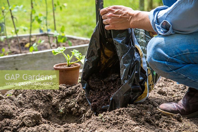 Adding manure to freshly dug hole for young Squash 'Uchiki Kuri' plant