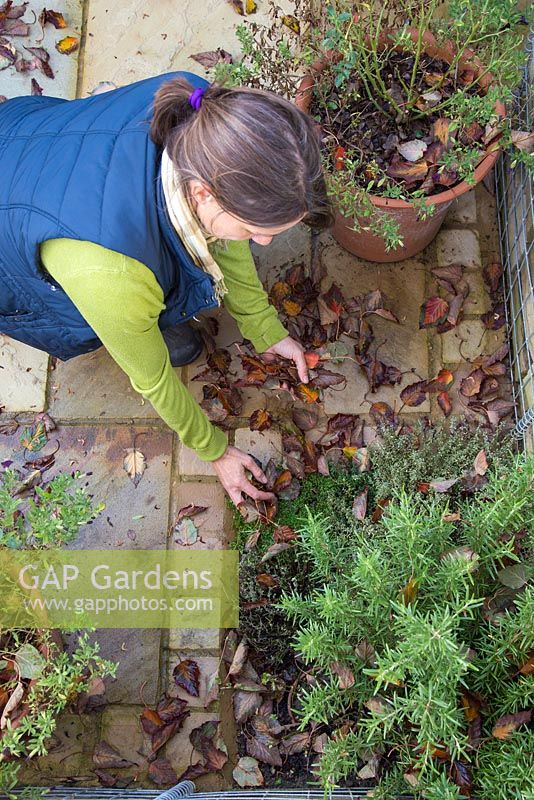 Woman tidying up autumnal leaves from a patio corner planted with herbs