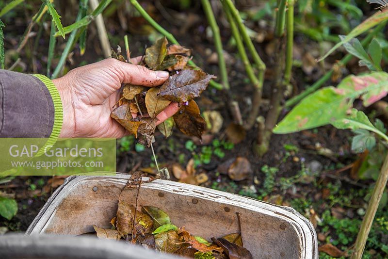 Woman picking up fallen Rose leaves diseased with Black Rot, preventing the virus spreading
