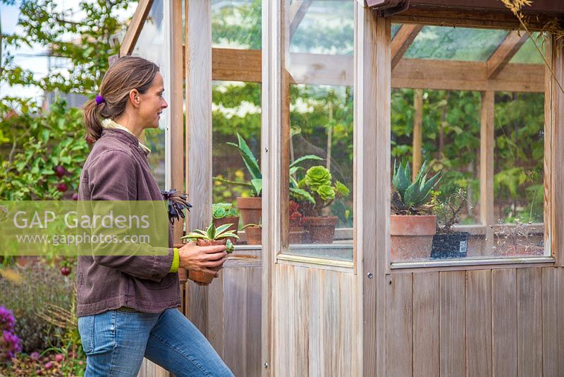 Woman carrying tender plants into greenhouse to store through the winter months.