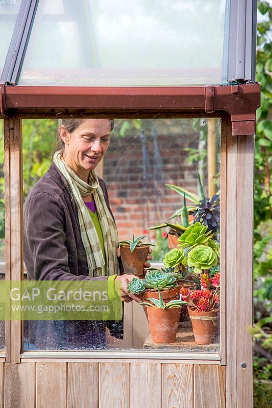 Woman storing tender plants in a greenhouse for the winter months. Echeveria