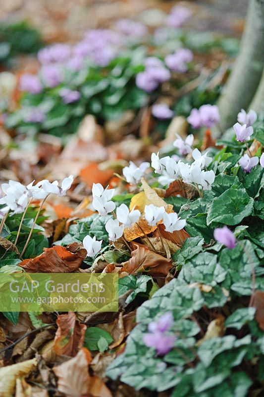 Cyclamen hederifolium growing at the base of a beech tree. October, Autumn.