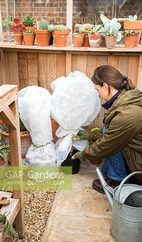 Woman covering plants in fleece and storing them in a greenhouse, to keep protected during the winter season