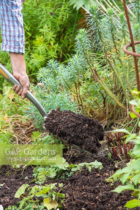 Woman mulching garden border with fresh manure
