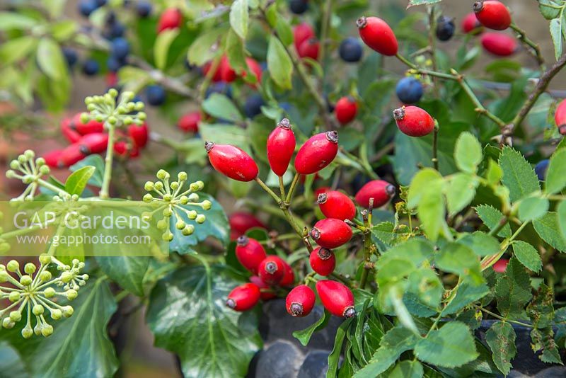 Cast Iron container with Rosa - Rose hips, Hedera - Ivy and Prunus spinosa - Sloeberry