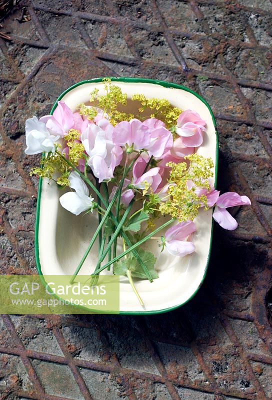 Cutting garden flowers - sweetpeas and alchemilla mollis in vintage enamel tin.