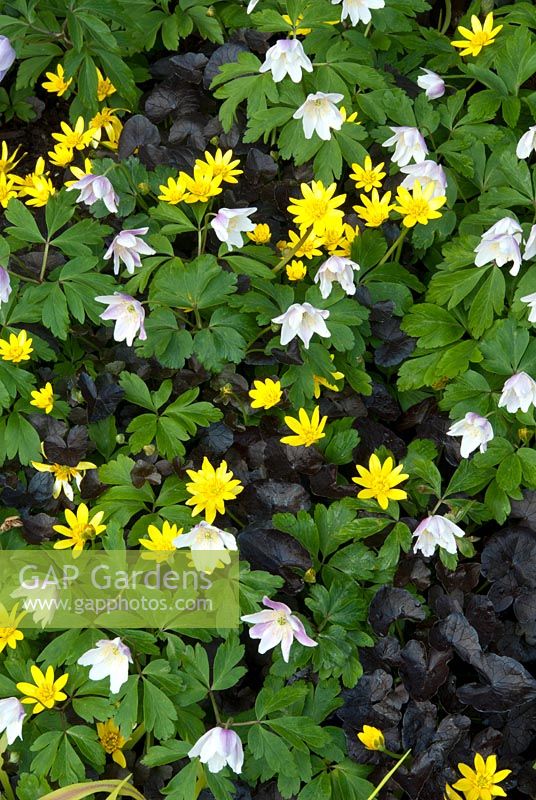 Spring Anemones and Celandines - Ranunculus ficaria. Victoria BC, Canada
