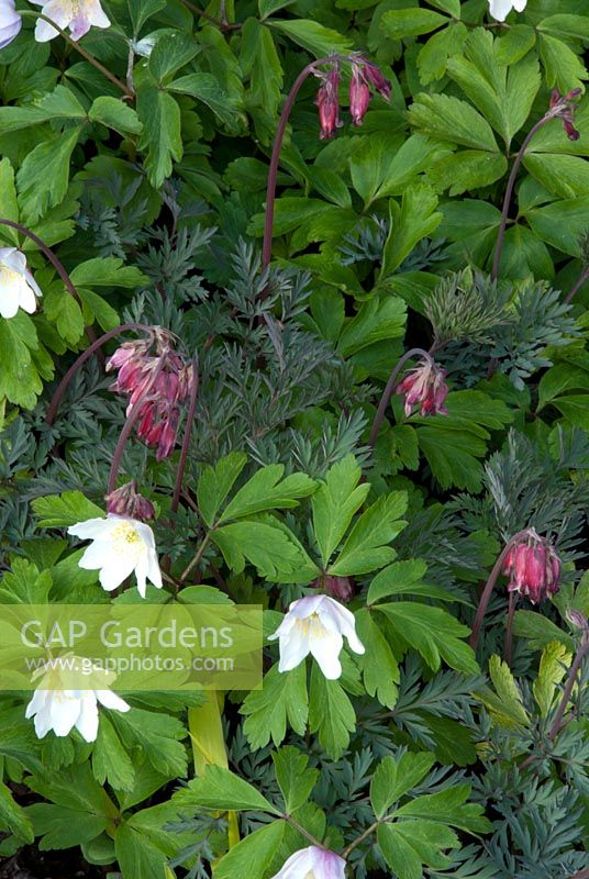Spring border Anemones and Corydalis. Victoria BC, Canada