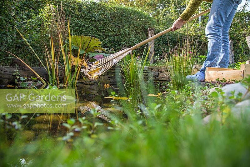 Woman using a bamboo rake to remove leaves from a pond