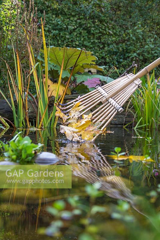 Using a bamboo rake to remove leaves from a pond