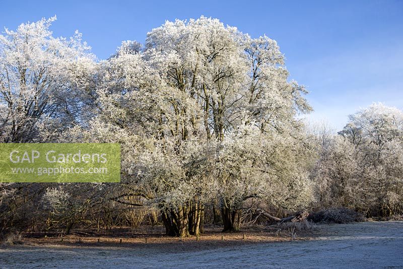 Frosty field maple, considered to be the oldest coppiced field maple in the UK, Hatfield Forest, Essex