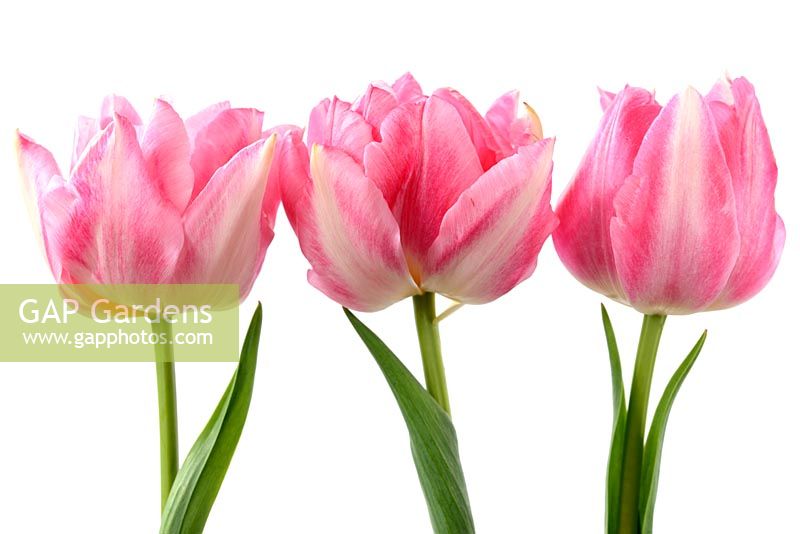 Tulipa 'Peach Blossom', Double Early Group 