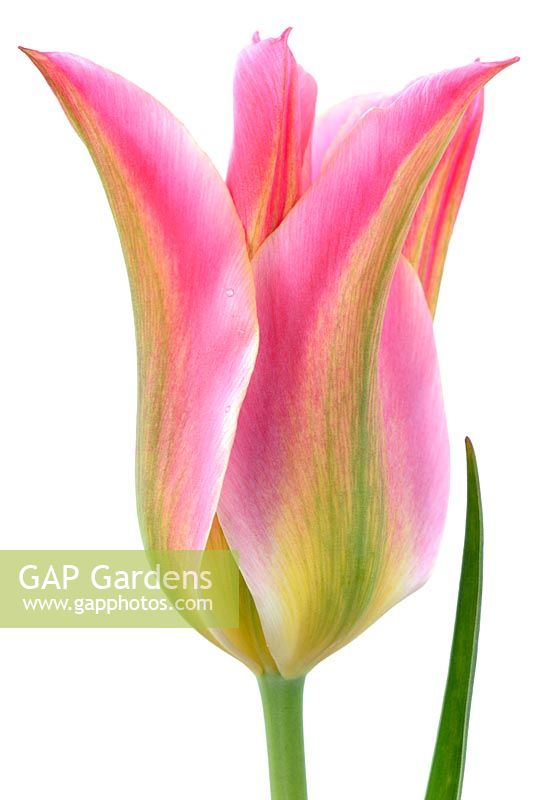 Tulipa 'Virichic', Viridiflora Group