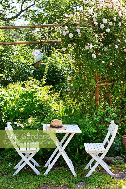 White garden table and chairs under climbing rose, rosa Venusta Pendula, trellis, straw hat on table