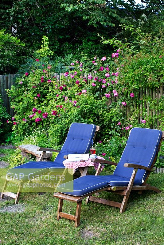 Sunloungers and table in garden under hedge of roses, Rosa 'Great Western', Rosa 'Commandant Beaurepaire', Rosa 'Wrams Gunnarstorp', wooden fence
