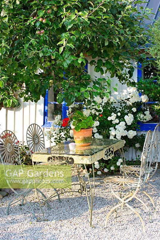 Seating area under apple tree, metal table and chairs, pelargonium in pot on table, white rose in background
