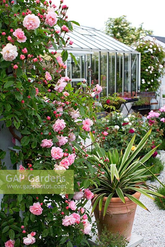 Rosa 'Cornelia'- climbing rose, greenhouse in background