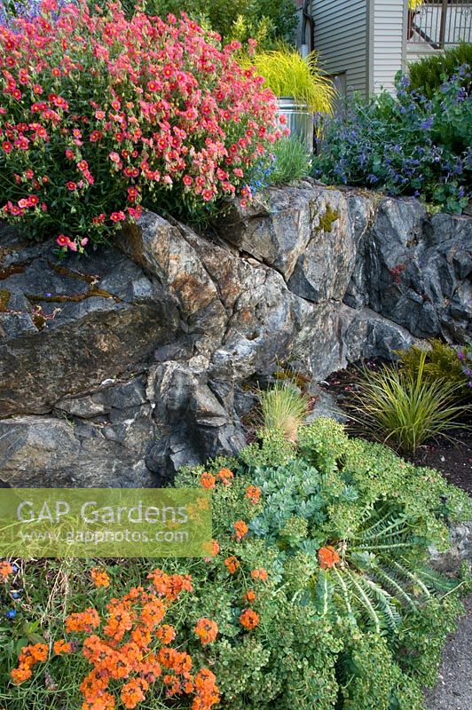 Rock garden planting with Euphorbia, Erysimum and Helianthemum Victoria BC, Canada