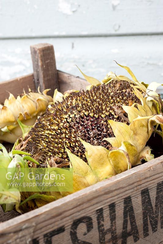 Helianthum annuus - flowerheads drying for seeds