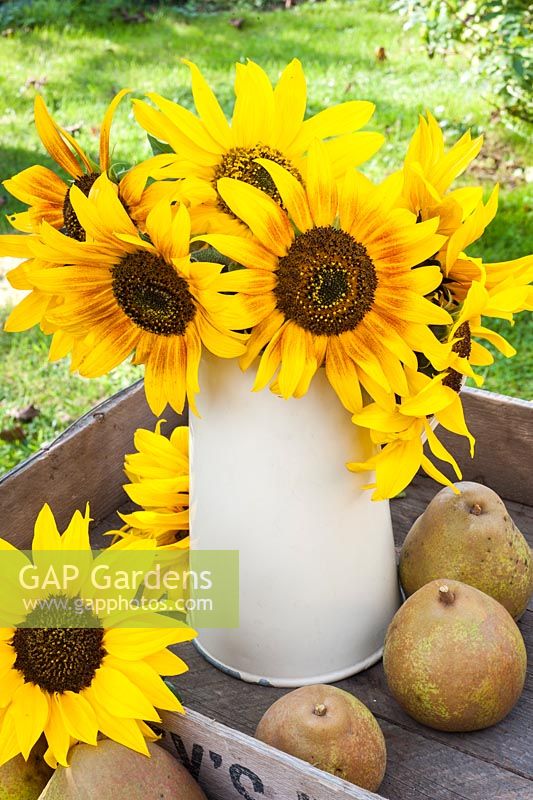 Helianthus annuus - Sunflowers displayed in cream jug with harvested pears