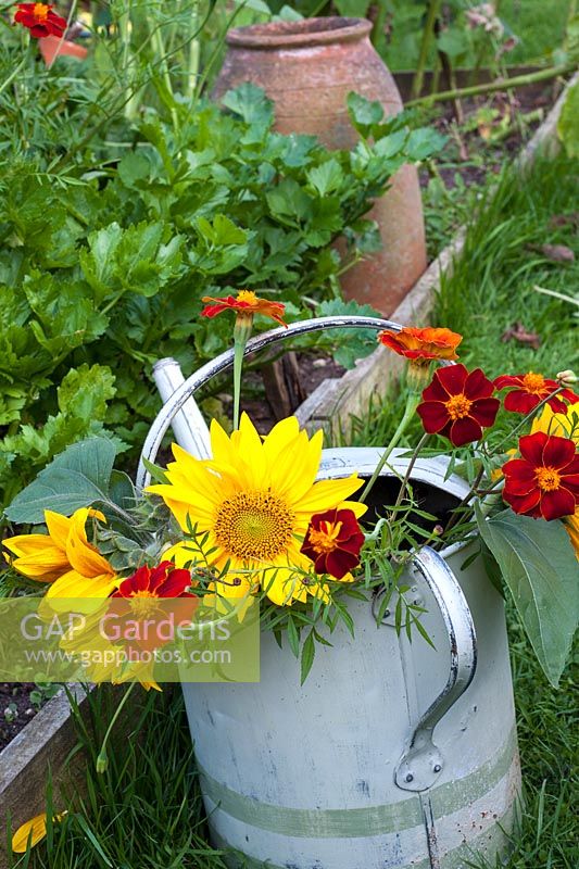 Helianthus annuus - Sunflowers and tagetes in watering can