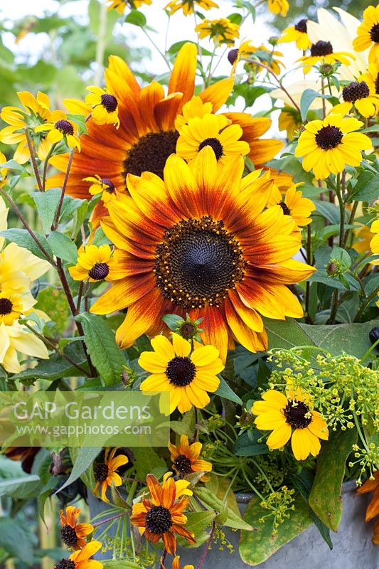Helianthus annuus 'Rio Carnival' arranged with Rudbeckia triloba in old metal florist bucket