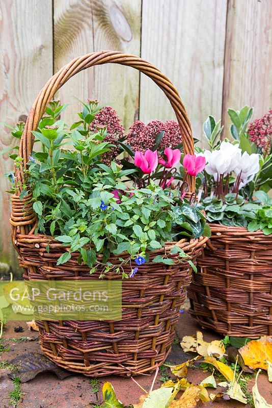 Wicker basket container planted with Cyclamen, Viburnum, Skimmia and Trailing Veronica
